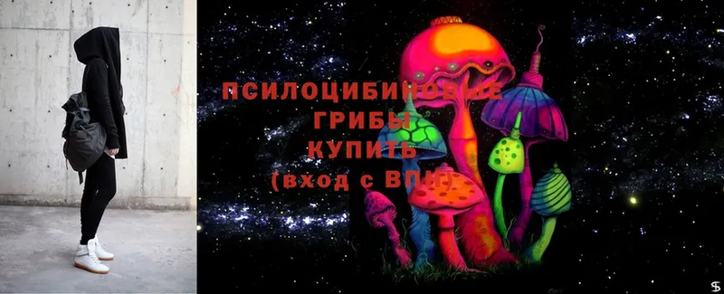 Псилоцибиновые грибы Psilocybe Кировск